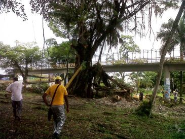 Establecimiento PÃºblico Ambiental realiza jornada de poda y tala de Ã¡rboles que generan riesgo en la ciudad