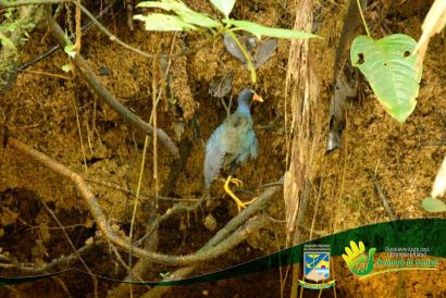 Establecimiento PÃºblico Ambiental realizÃ³ liberaciÃ³n de ave silvestre en zona rural de Buenaventura