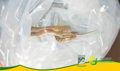 Establecimiento PÃºblico Ambiental recibiÃ³ culebra constrictor hallada por la PolicÃ­a Ambiental 