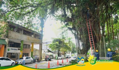 Por solicitud del jefe de la oficina de Apoyo Judicial, el EPA recortÃ³ Ã¡rbol de caucho ubicado detrÃ¡s del Palacio Nacional