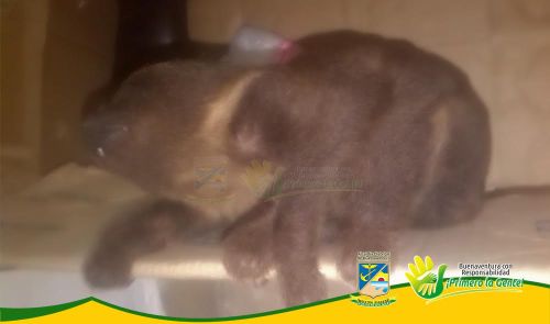 Establecimiento PÃºblico Ambiental recibiÃ³ animal silvestre de pocas semanas de nacido