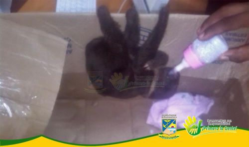Establecimiento PÃºblico Ambiental recibiÃ³ animal silvestre de pocas semanas de nacido