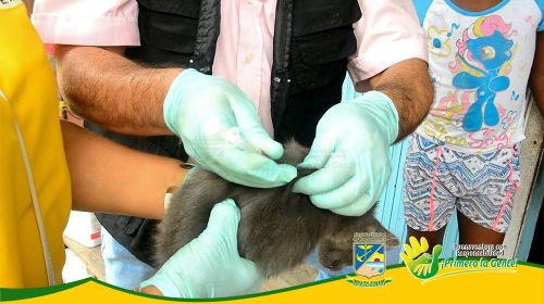 Exitosa jornada de vacunaciÃ³n antirrÃ¡bica de mascotas en la comuna cinco