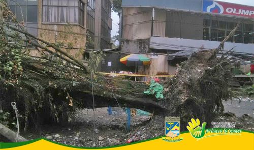 SubdirecciÃ³n de Control y Vigilancia del Epa Buenaventura inspeccionÃ³ Ã¡rbol colapsado en obra del malecÃ³n BahÃ­a de la Cruz