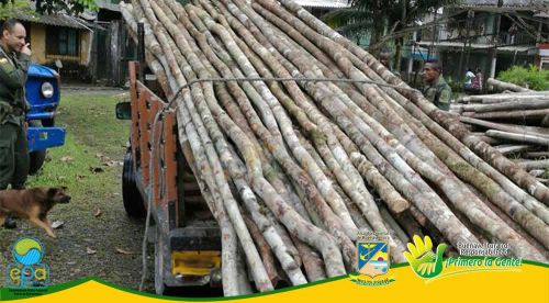 Cuatro metros cÃºbicos de madera tipo cuangare, otobo y caimito fueron puesto a disposiciÃ³n del Establecimiento PÃºblico Ambiental
