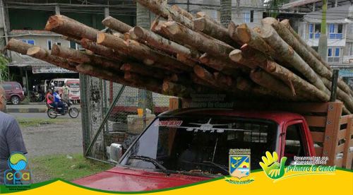 Cuatro metros cÃºbicos de madera tipo cuangare, otobo y caimito fueron puesto a disposiciÃ³n del Establecimiento PÃºblico Ambiental