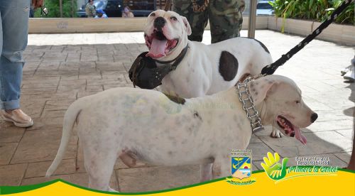 AdministraciÃ³n Distrital realiza jornada de identificaciÃ³n de caninos potencialmente peligrosos en cumplimiento al nuevo CÃ³digo de PolicÃ­a