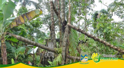 Vendaval afectÃ³ mÃ¡s de 30 viviendas  y arrasÃ³ con cultivos de la vereda Las Palmeras 