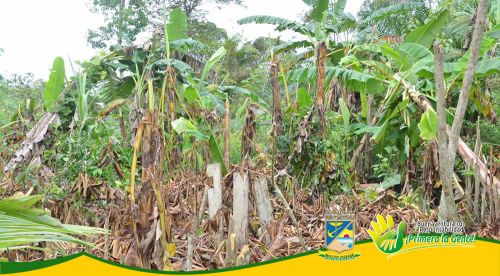 Vendaval afectÃ³ mÃ¡s de 30 viviendas  y arrasÃ³ con cultivos de la vereda Las Palmeras 