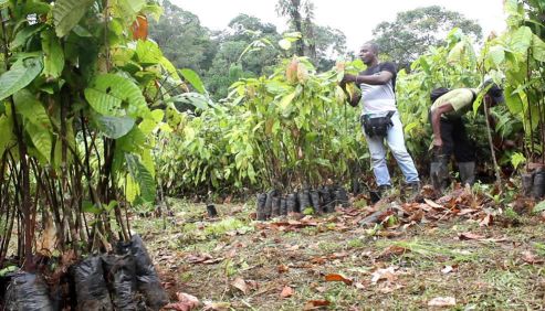 Cuatro mil semillas de cacao fueron entregadas a agricultores en Zabaletas