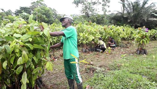 Cuatro mil semillas de cacao fueron entregadas a agricultores en Zabaletas