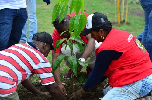 Gestor Social se vinculÃ³ con la recuperaciÃ³n del manglar en el corregimiento de BazÃ¡n Bocana