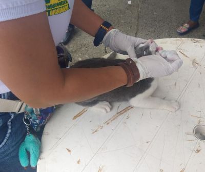 Alcald&iacute;a realiza control a proliferaci&oacute;n de zancudos y vacunaci&oacute;n de felinos y caninos
