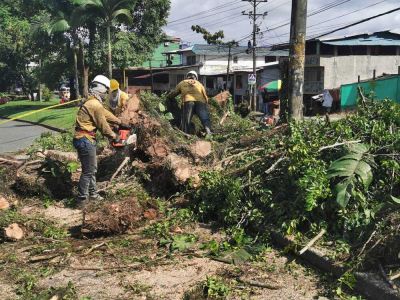 Alcaldía Distrital supervisa  tala y poda de árboles para disminuir riesgos en la ciudadanía