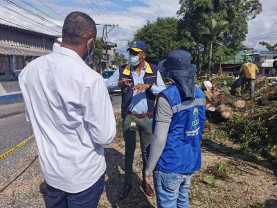 Alcaldía Distrital supervisa  tala y poda de árboles para disminuir riesgos en la ciudadanía