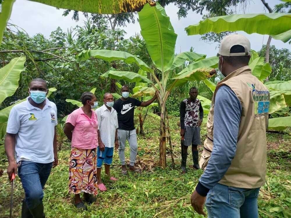 La UMATA  atendió llamado de La comunidad de Punta Soldado por plagas en palmas de coco.
