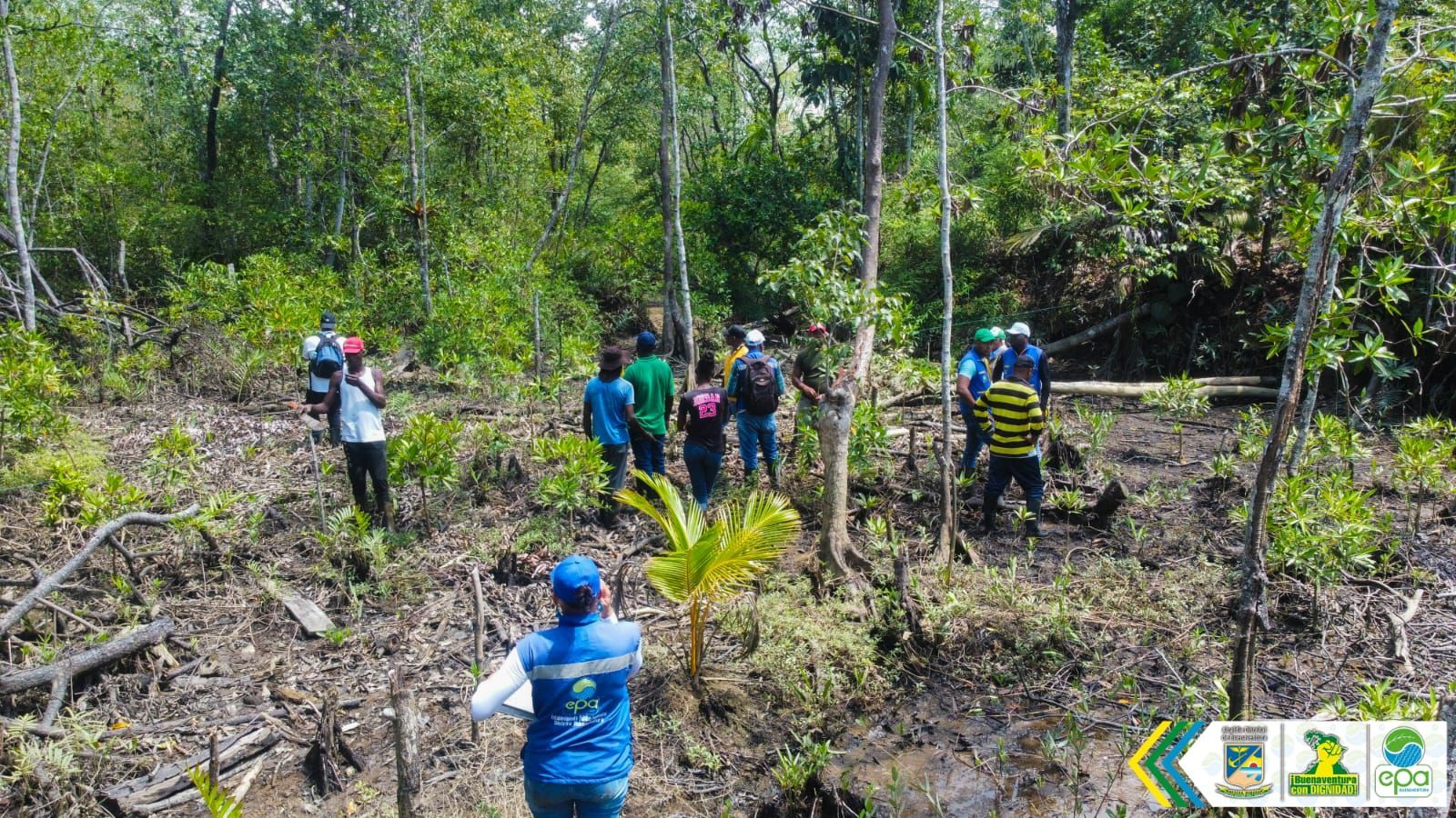 Establecimiento Público Ambiental dio inicio a estrategia de regeneración natural en el ecosistema de manglar de Papagayo