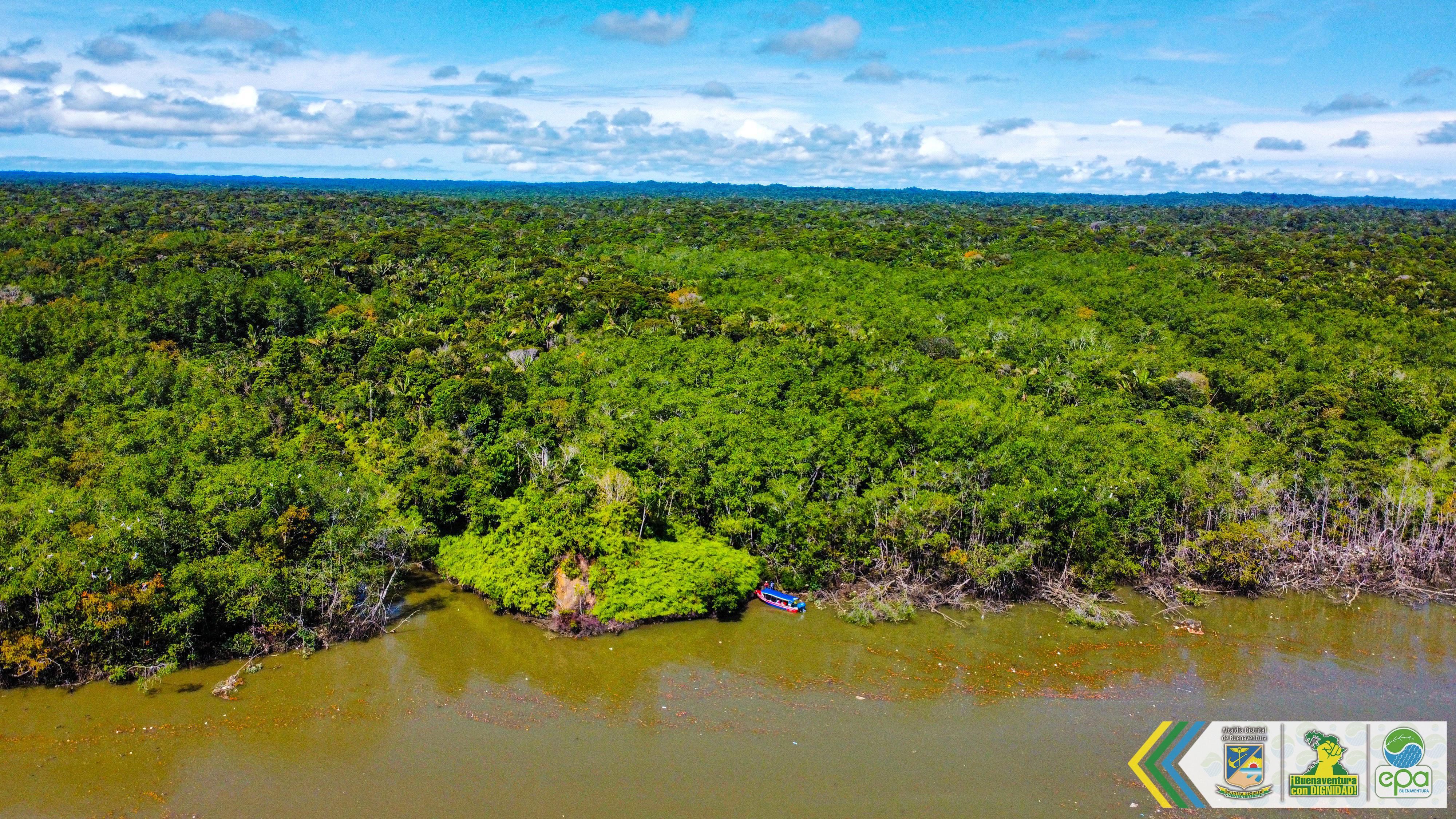 En un compromiso firme con la preservación ambiental, el Establecimiento Público Ambiental (EPA) del Distrito de Buenaventura, ha emprendido acciones contundentes para salvaguardar los valiosos manglares que actúan como salvaguardas esenciales en el territorio