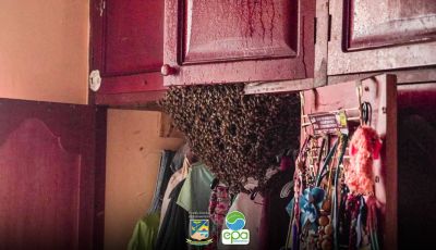 Establecimiento Público Ambiental emite recomendaciones ante presencia de enjambres de abejas