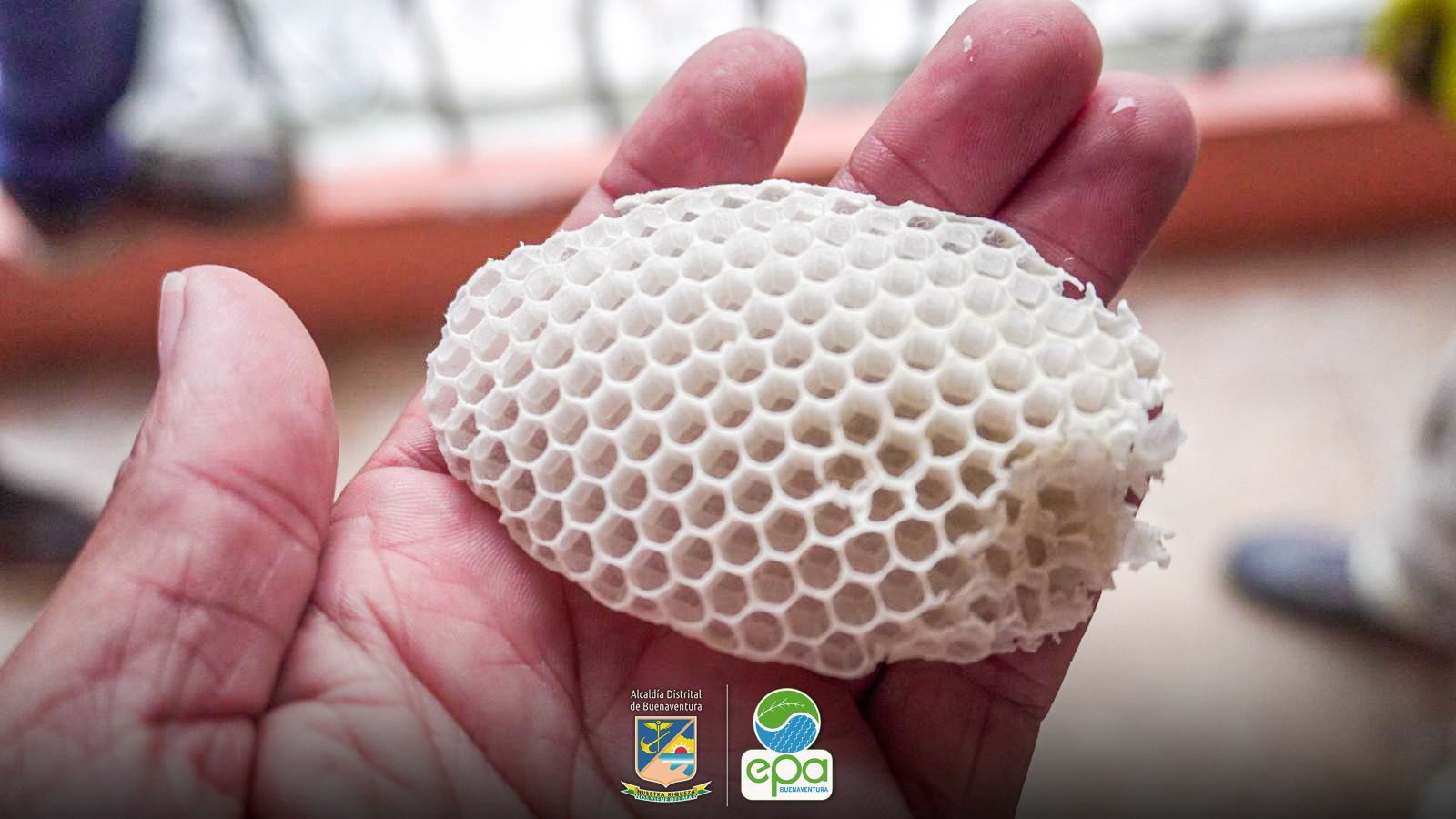 Establecimiento Público Ambiental emite recomendaciones ante presencia de enjambres de abejas