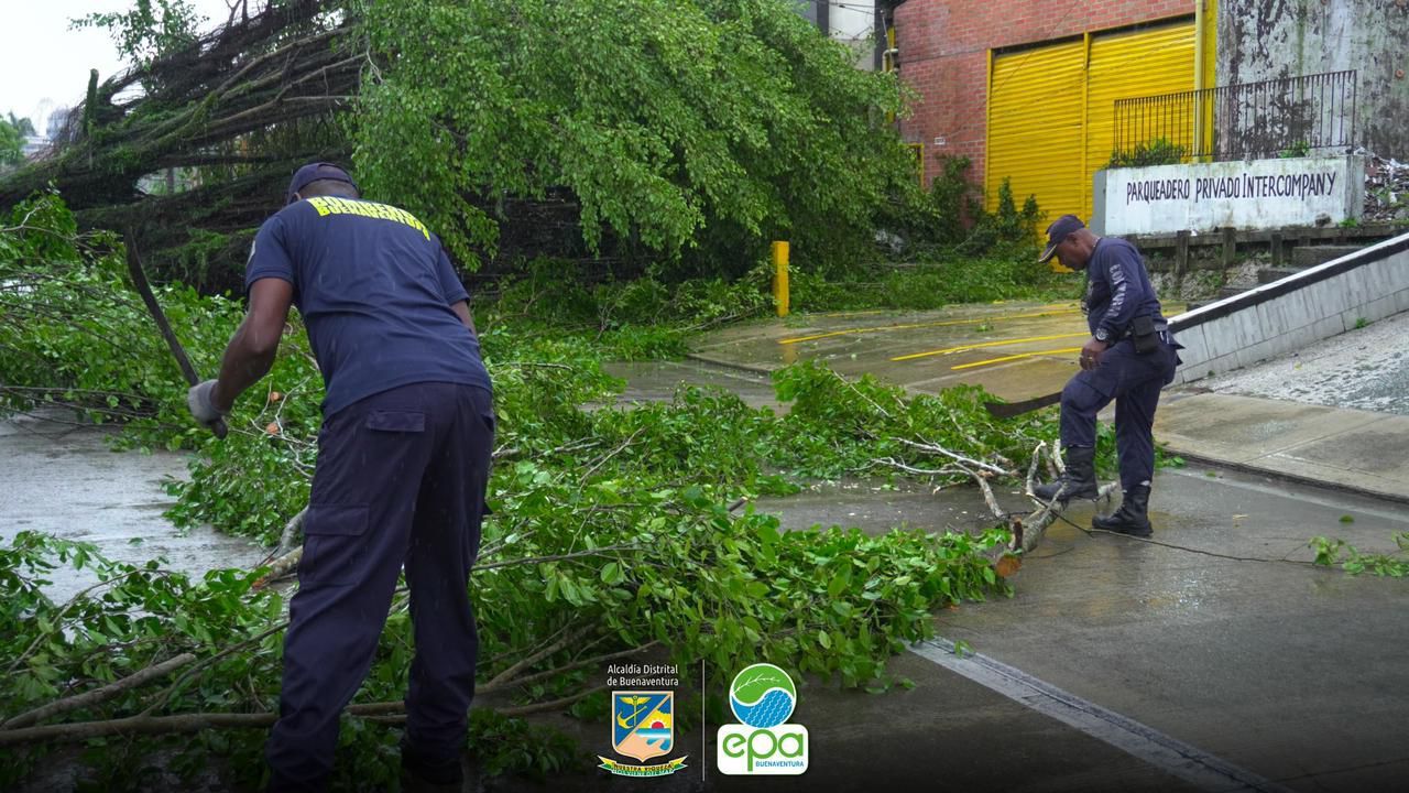 Autoridades actúan en conjunto por caída árbol en la autopista Simón Bolívar