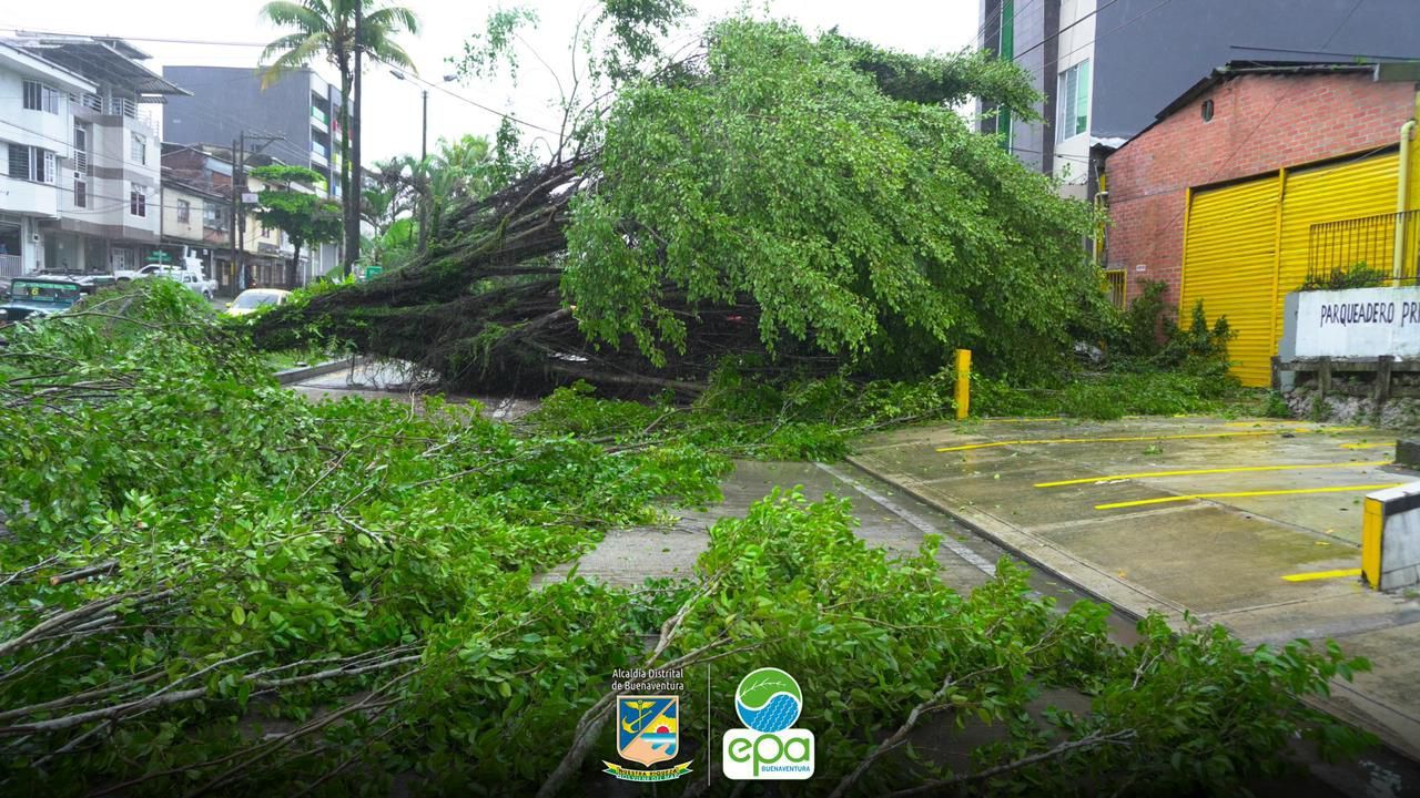 Autoridades actúan en conjunto por caída árbol en la autopista Simón Bolívar