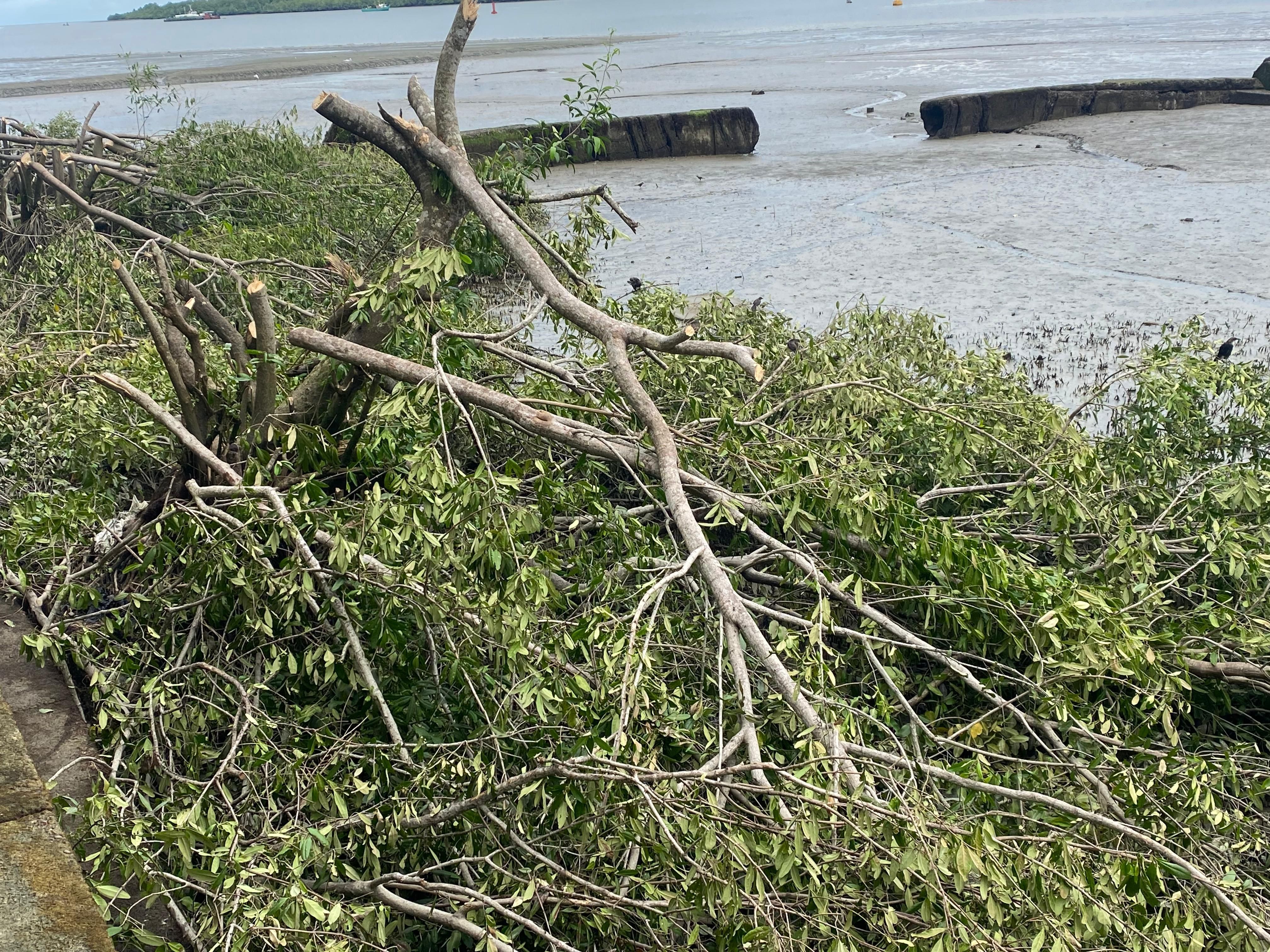Establecimiento Público Ambiental verifica aprovechamiento ilegal de mangle en el malecón Bahía de la Cruz