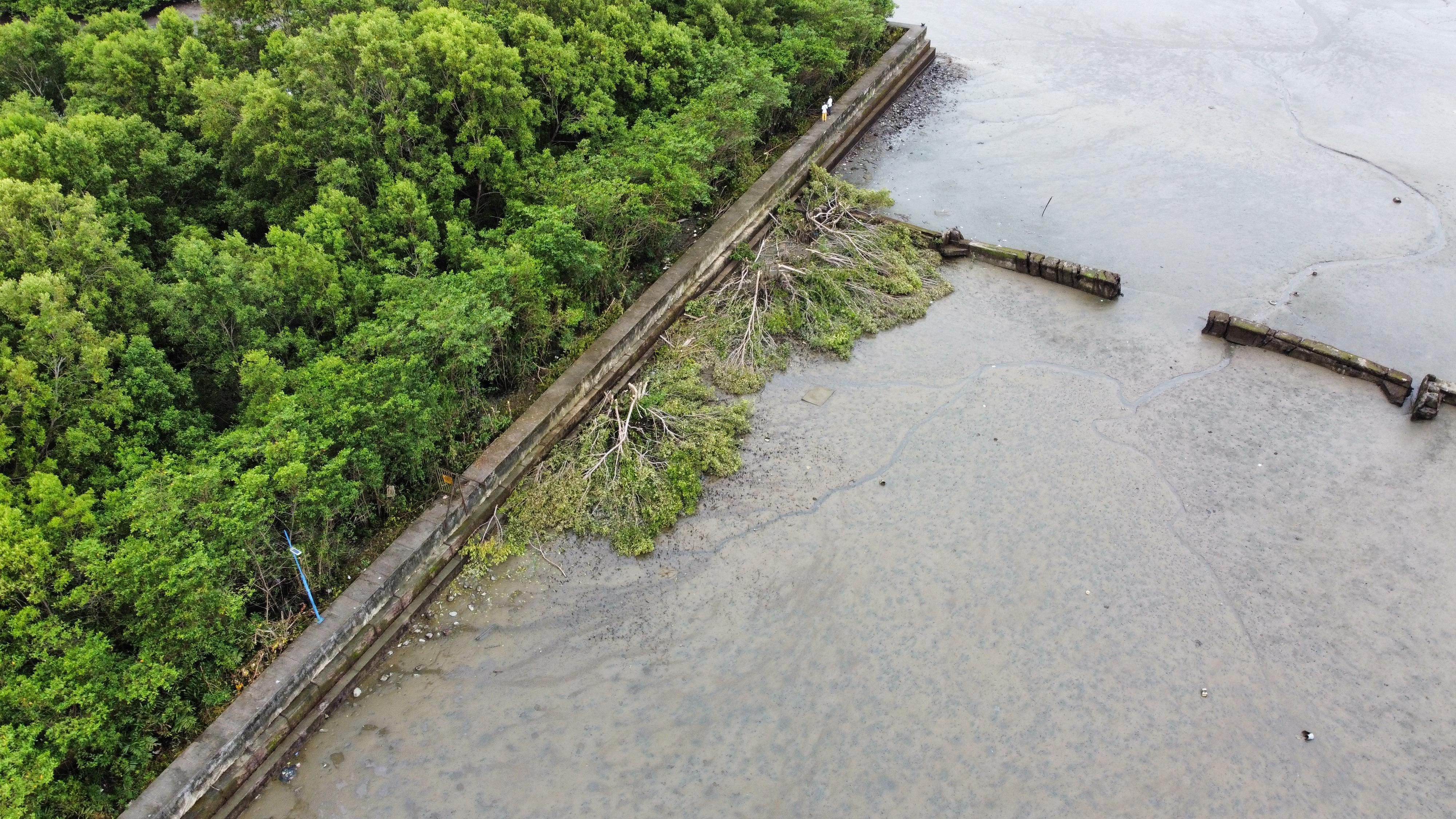 Establecimiento Público Ambiental verifica aprovechamiento ilegal de mangle en el malecón Bahía de la Cruz