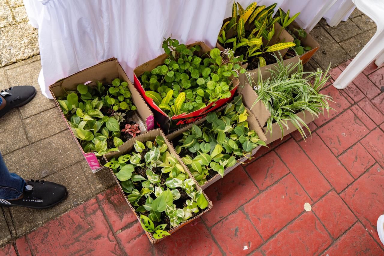 Cultivando la paz Siembra de árboles en el Malecón Bahía de la Cruz