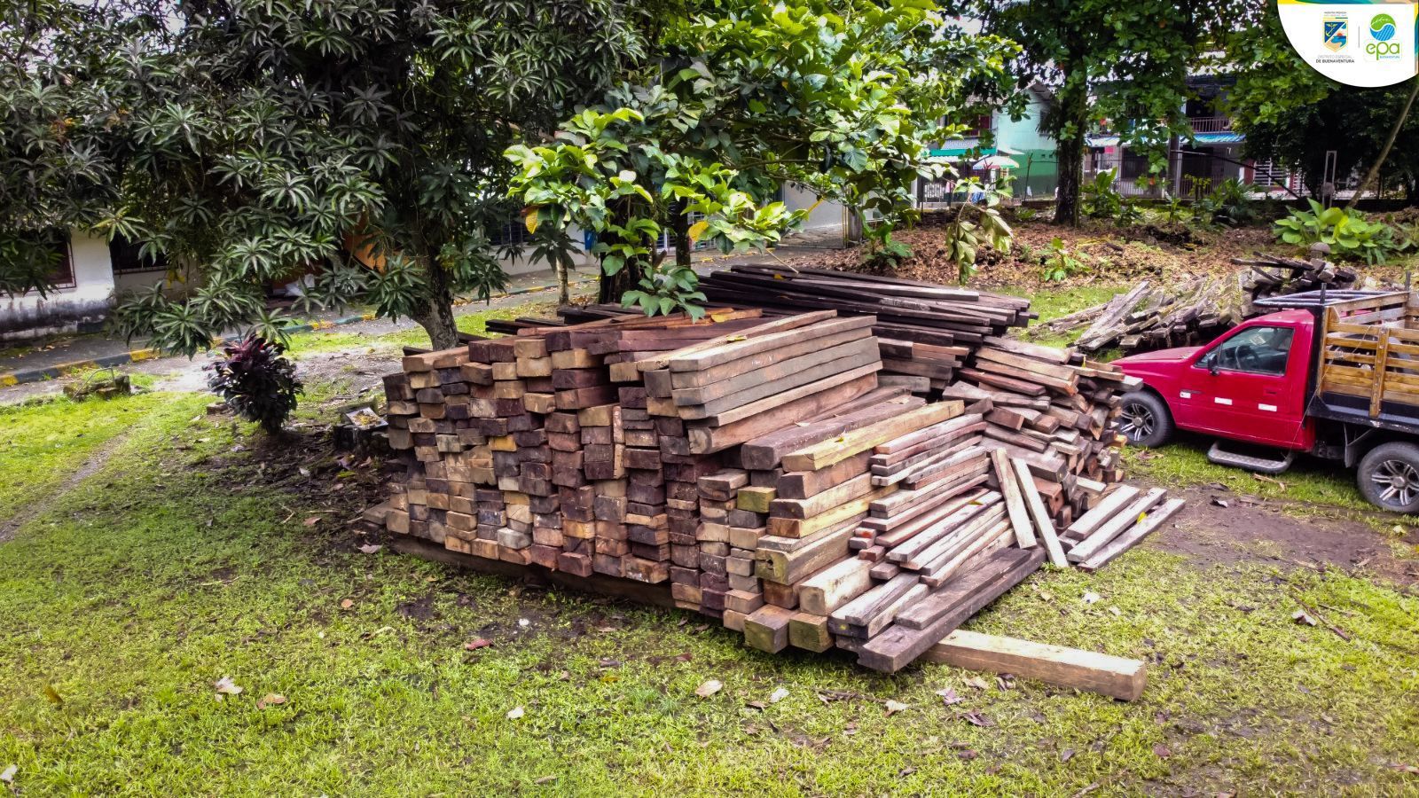 Incautados cerca de 480 metros cúbicos de madera ilegal: EPA refuerza la lucha contra la tala no autorizada