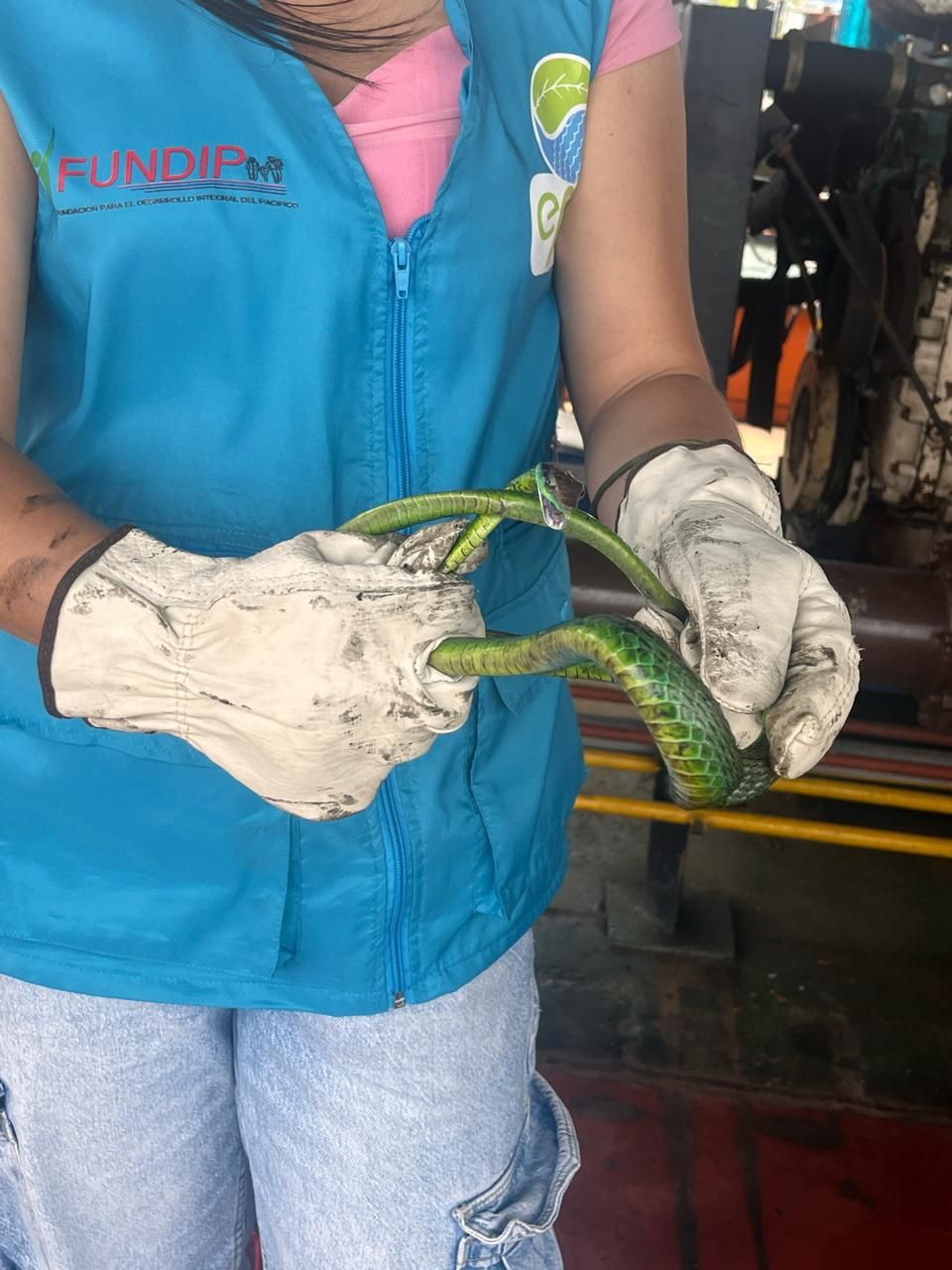 EPA Buenaventura emite llamado preventivo por presencia de serpientes en temporada de lluvias