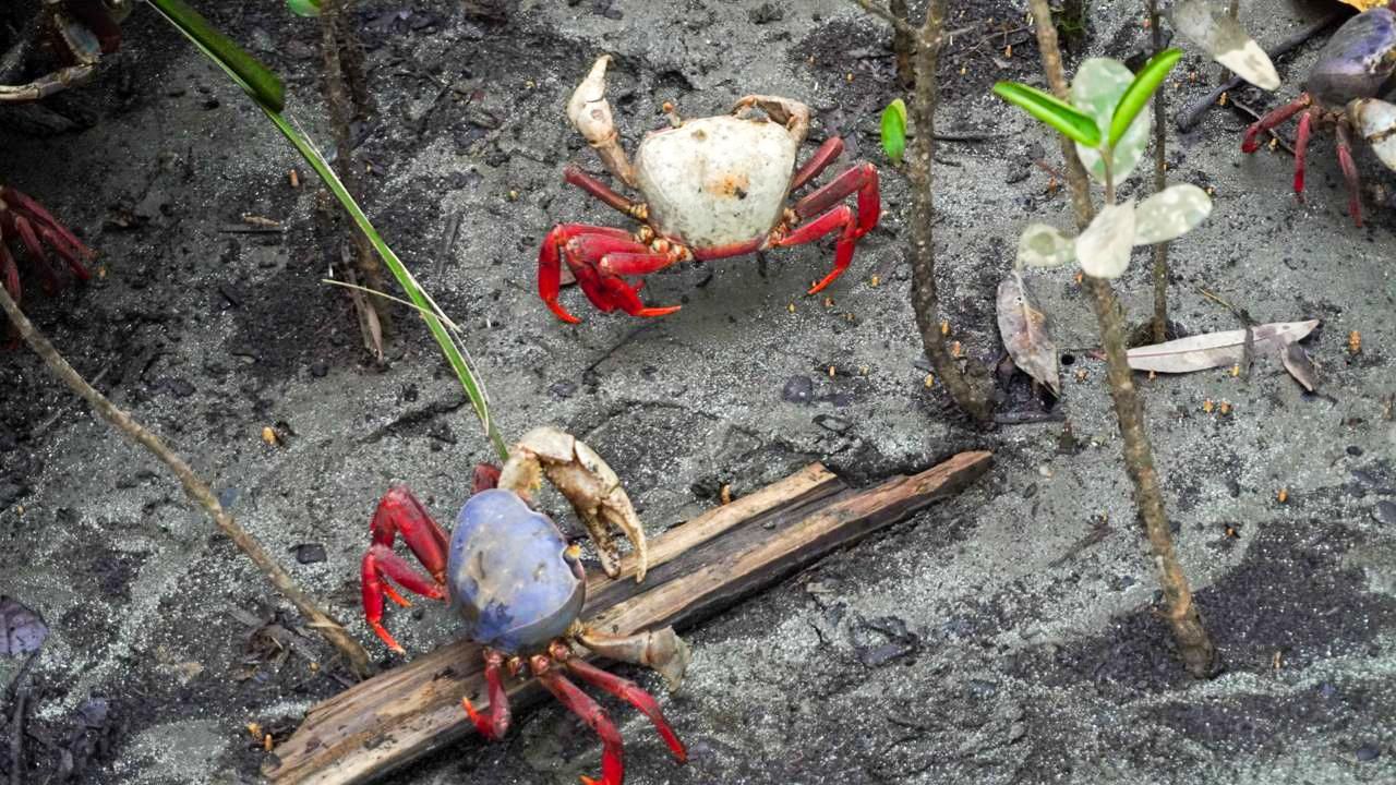 EPA Buenaventura atendió más de 120 animales silvestres y fortaleció respuesta comunitaria ante presencia de fauna en barrios del Distrito