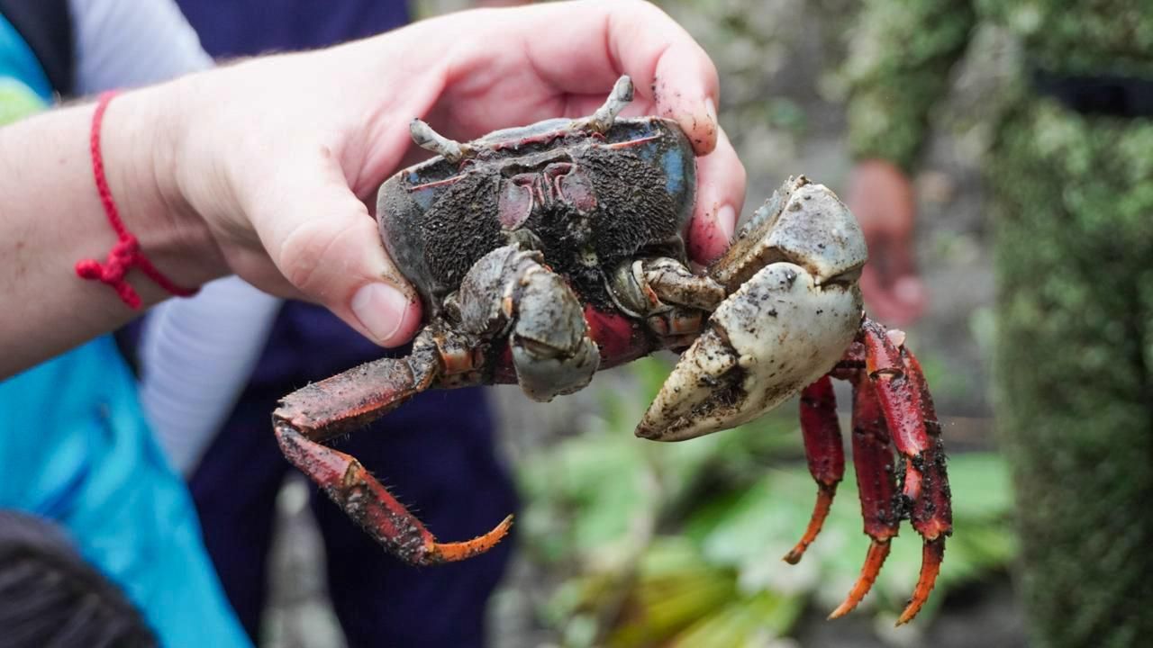 EPA Buenaventura atendió más de 120 animales silvestres y fortaleció respuesta comunitaria ante presencia de fauna en barrios del Distrito
