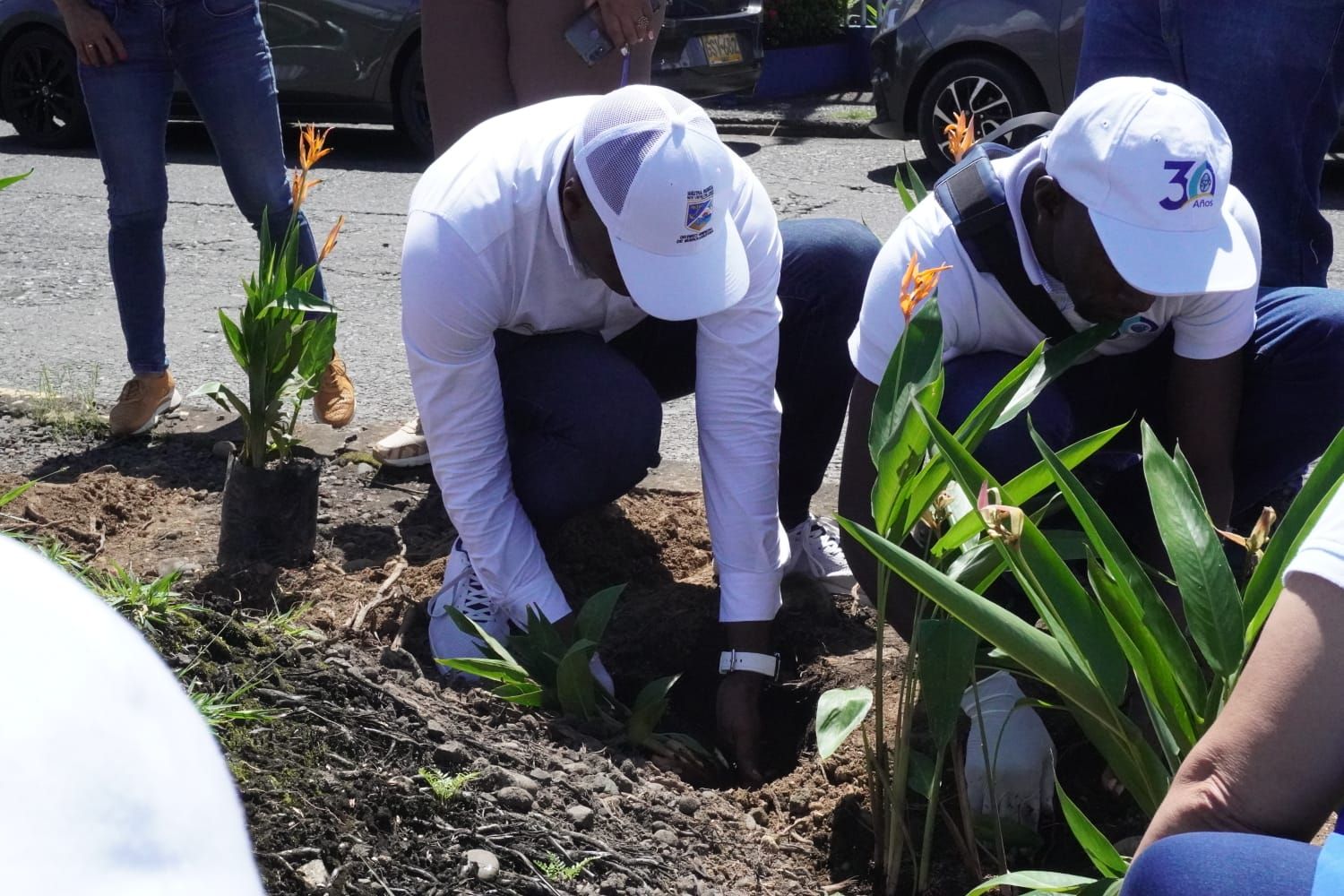 En conjunto con el EPA, la Oficina Asesora de Medio Ambienta adelanta un trabajo de reposición de especies arbóreas en la ciudad