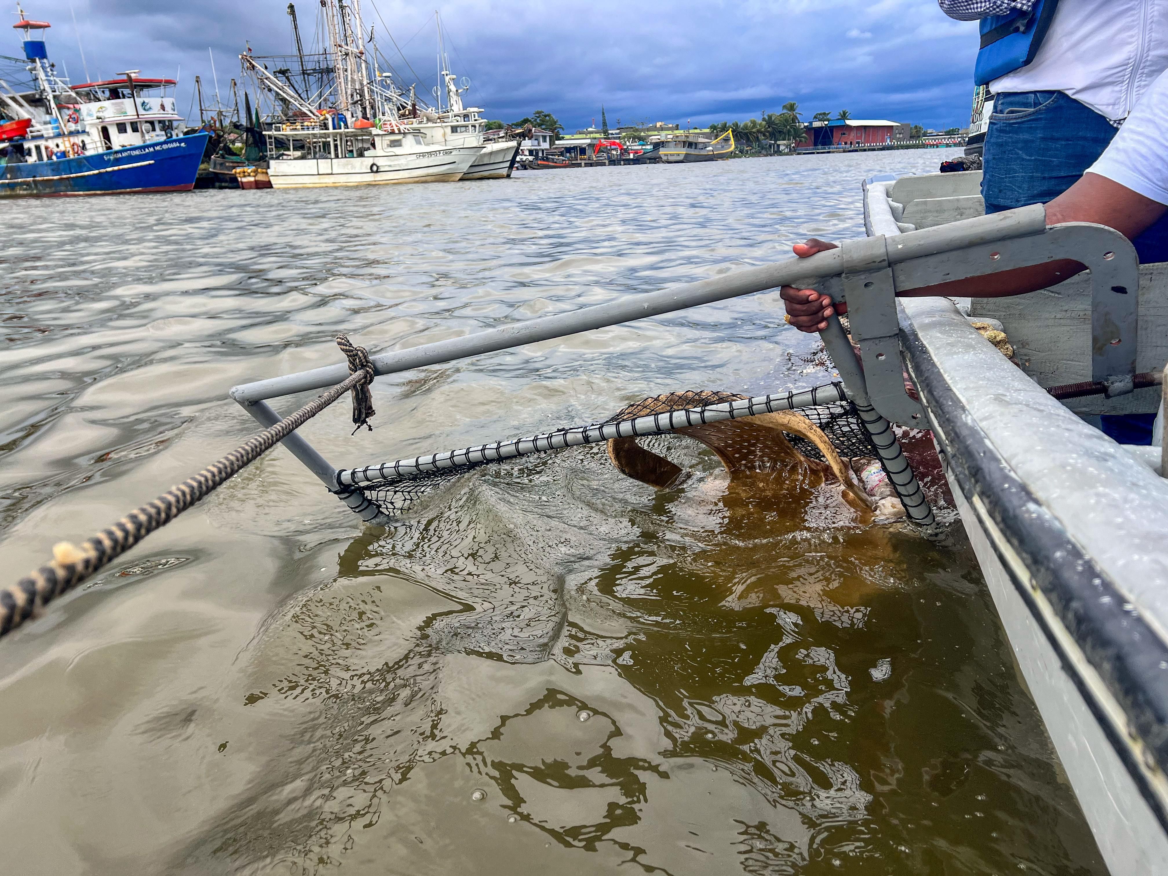 EPA Buenaventura investiga presencia de microplásticos en peces comerciales de la bahía