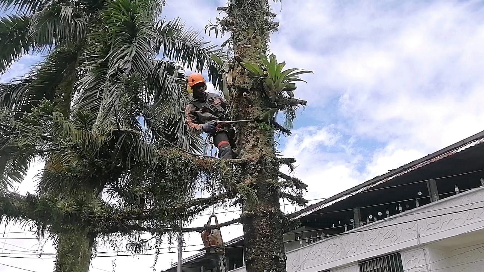 Alcaldesa Ligia del Carmen Córdoba Martínez cumple compromiso con la comunidad: talado de pino que representaba riesgo en la calle La Abeja