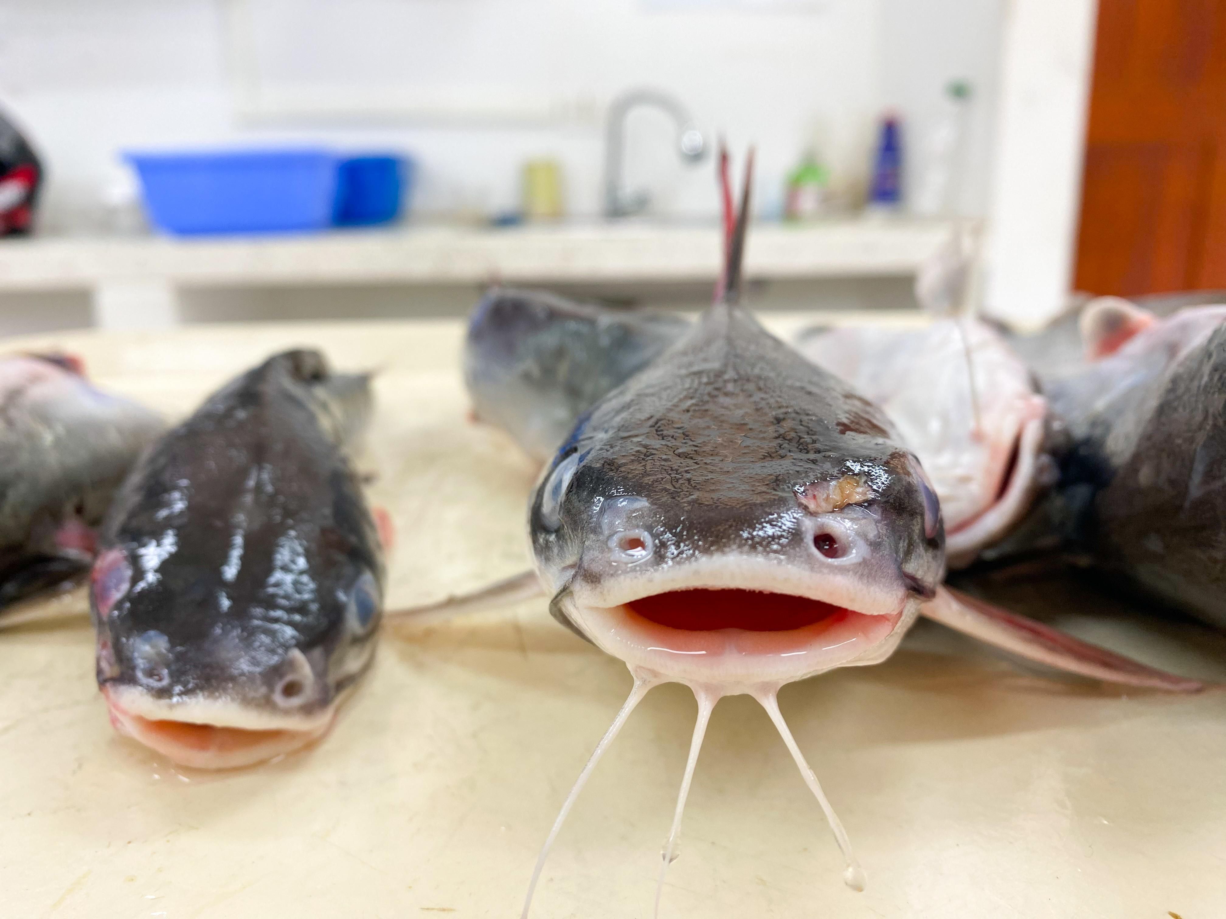 Microplásticos y residuos plásticos amenazan los ecosistemas marino-costeros de Buenaventura, revela estudio del EPA