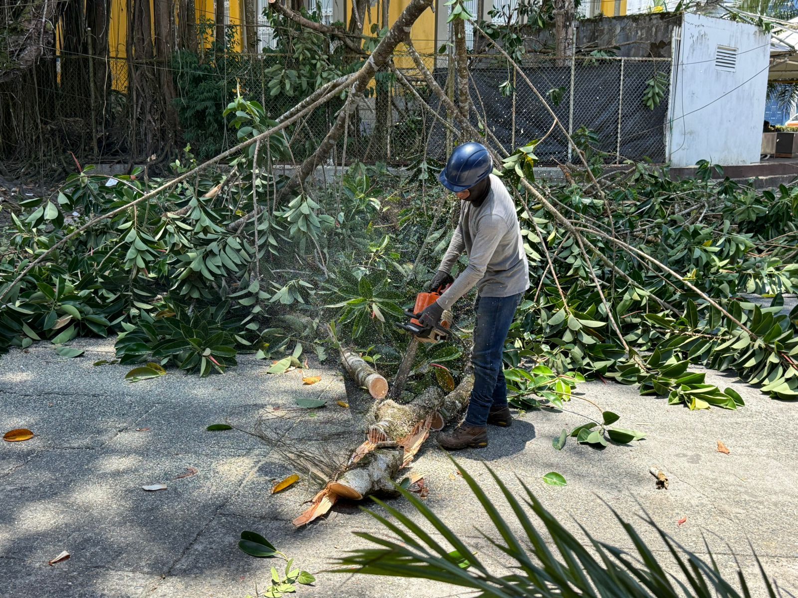 Alcald&iacute;a de Buenaventura adelant&oacute; intervenci&oacute;n preventiva de &aacute;rbol en el Palacio Nacional
