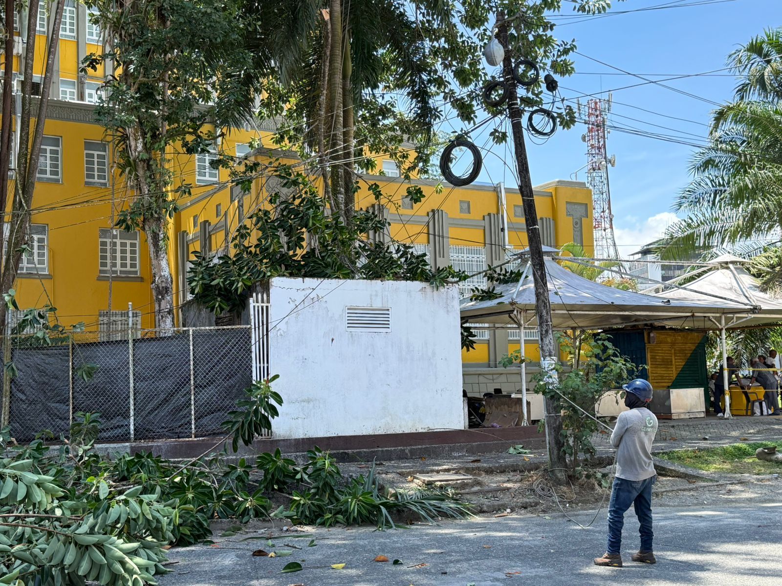 Alcald&iacute;a de Buenaventura adelant&oacute; intervenci&oacute;n preventiva de &aacute;rbol en el Palacio Nacional