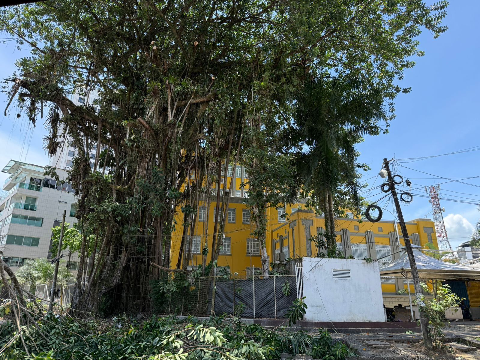 Alcald&iacute;a de Buenaventura adelant&oacute; intervenci&oacute;n preventiva de &aacute;rbol en el Palacio Nacional