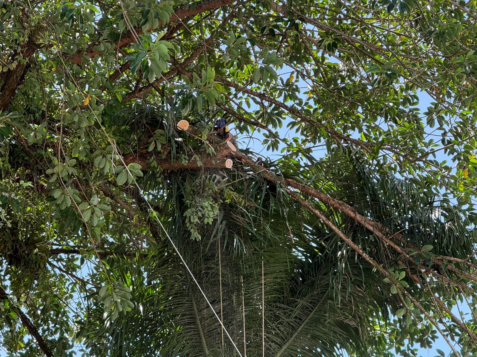 Alcald&iacute;a de Buenaventura adelant&oacute; intervenci&oacute;n preventiva de &aacute;rbol en el Palacio Nacional