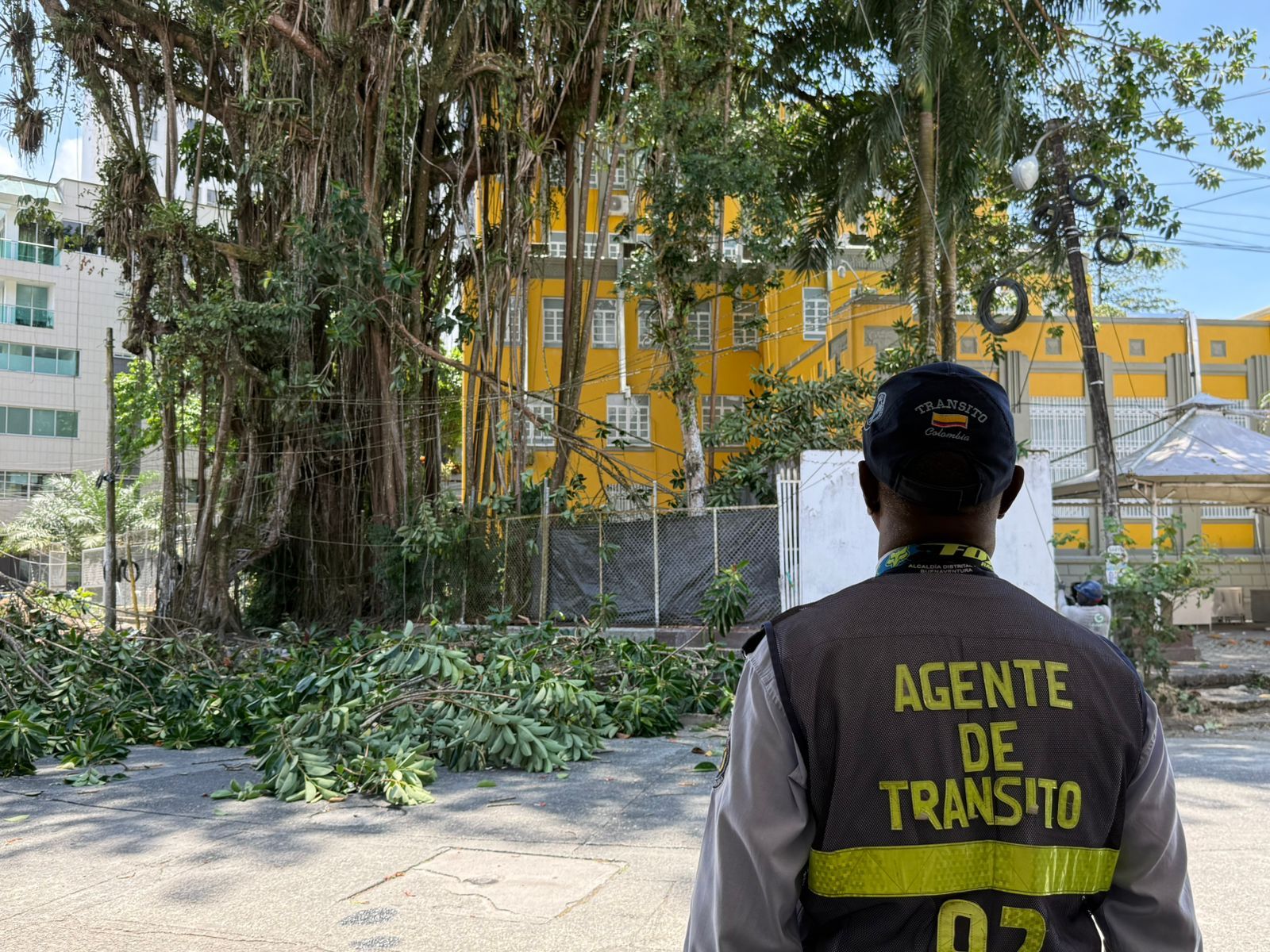 Alcald&iacute;a de Buenaventura adelant&oacute; intervenci&oacute;n preventiva de &aacute;rbol en el Palacio Nacional