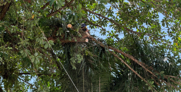 Alcald&iacute;a de Buenaventura adelant&oacute; intervenci&oacute;n preventiva de &aacute;rbol en el Palacio Nacional